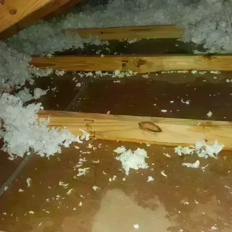 Attic Water Damage in Minden, LA