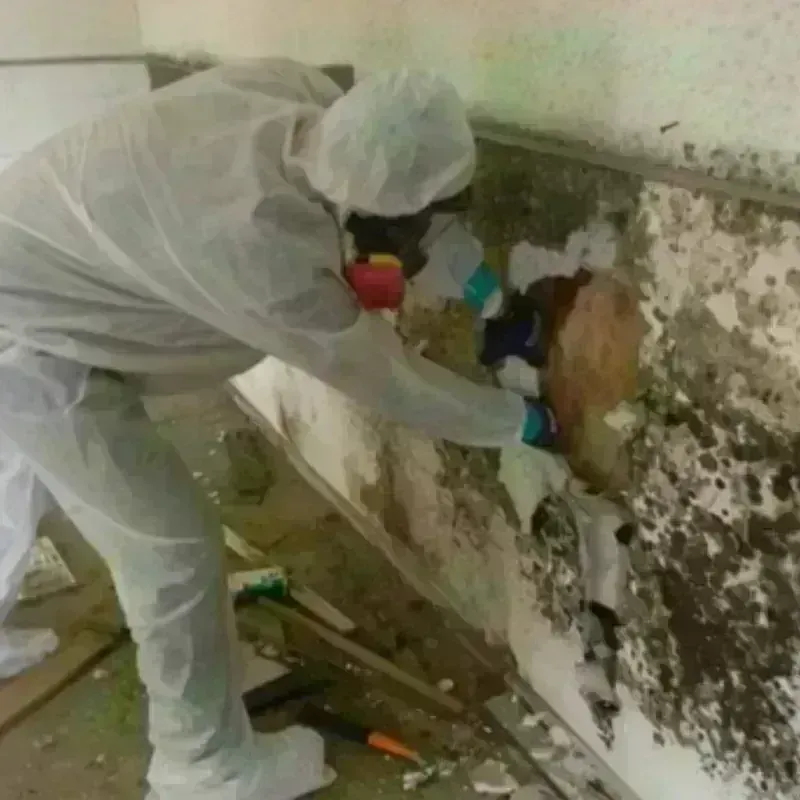 Mold Remediation and Removal in Minden, LA